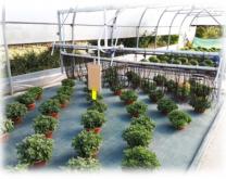 Culture Chrysanthème stimulation mécanique