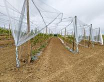 Photo du Verger PRUMEL, premières pousses au 12 juin 2020
