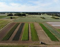  Photo du dispositif de Brain composé de 8 bandes de cultures porte-graine présentes chaque année 