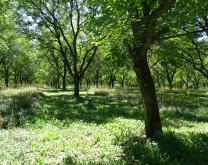 Vu en été du site Franquette avant broyage du couvert végétal au centre de la parcelle
