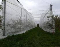 Vu du système Sys'NOIX, filet anti-insecte déplié