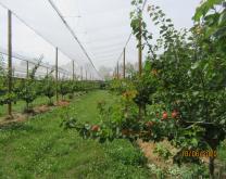 Photographie abricotier MIRAD sous filet paragrêle. 