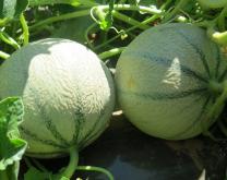 Melons