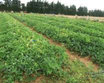 Parcelle système melon AGRECOMel avec bande fleurie