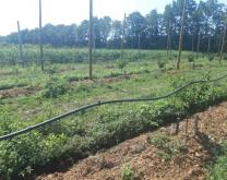 Photographie abricotier MIRAD ECO