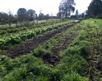 Culture de légumes sur planches permanentes