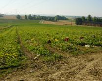 Parcelle de melon dans les coteaux du Néracais, zone de production de melon avec en fond de vallon des parcelles de céréales venant en rotation avec le melon