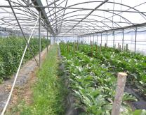 Photo de l'intérieur des serres