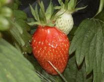 Photo de fruit de la variété Gariguette (crédit photo CA41)