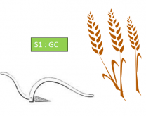 Système de culture GC (grandes cultures)