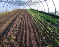 photo des culture sous abris