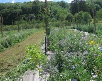 Verger de mirabelliers