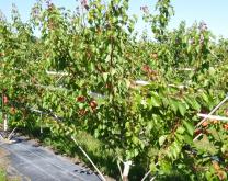 Image d'un abricotier