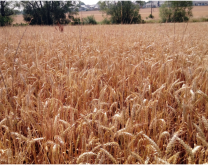 Champs de céréales à maturité