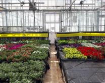 Culture de plantes en pots de printemps sous serre