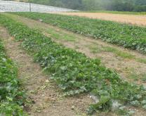 Culture de melon située à proximité de la parcelle d'orge récoltée (photo du 20 juillet 2019)