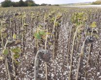 Photographie d'une parcelle