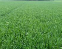 Photographie d'une parcelle