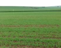 Photographie d'une parcelle