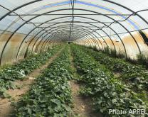 Culture de melon sous tunnel plastique