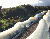 Parcelle ST0P : association de vergers et de cultures maraîchères