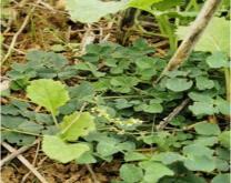 Jeunes plants semés sur chaumes, culture en ACS