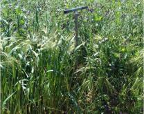 Photographie de céréales