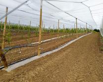 Photo parcelle prunier