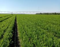 Parcelle de carotte sur le système ECO 3 - site 2 en Nouvelle Aquitaine