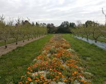 Ecopeche 2 -INRAE AVignon - Systèmes Eco1 (droite) et Eco2 (gauche) séparés par bande fleurie