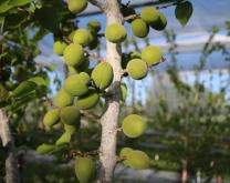 Abricots stade petits fruits