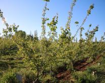 Abricotiers cultivés en agriculture biologique