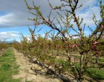 système conventionnel avec choix de produits pour obtenir 0 résidus de pesticides à la récolte
