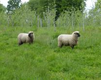 Verger avec moutons