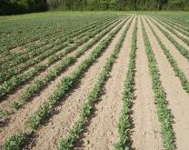Champ de féverole semé en bandes, premiers stades de croissance
