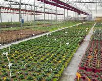 Production de plantes fleuries sous serre chez Sud Culture