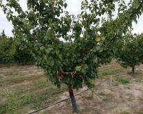 Photo parcelle abricotier