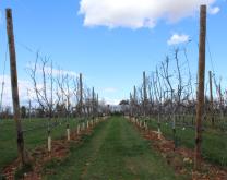 Verger d'abricotier à haute densité greffé haut et conduit en palmette