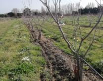 Photo parcelle abricotier