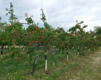Verger d'abricotiers à haute densité d'arbres formés en gobelets sur greffage haut