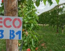 Verger d'abricotier en palmette sous bâches anti-pluie