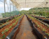 Photo cultures en serre