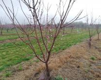 Photo parcelle abricotier