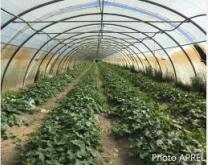 Culture de melon sous tunnel plastique
