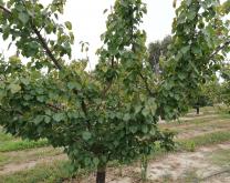 Photo parcelle abricotier