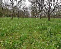 Couvert végétal (vesce, pois, féverole,  avoine et seigle) - zone Sys noix 