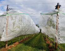 Verger d'abricotier en palmette sous bâches anti-pluie et filets anti-insectes