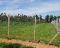 Verger associant abricotier et élevage