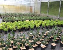 Système culture en pépinière ornementale hors-sol