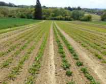 Photo d'une parcelle sur le site de Condom